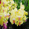 Orchids nauy无法打开