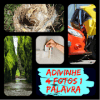 Adivinhe 4 Fotos 1 Palavra如何升级版本