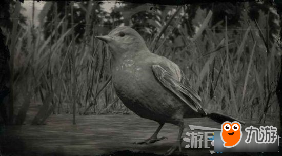 《荒野大鏢客2》西部麗唐納鳴鳥位置及狩獵方法介紹