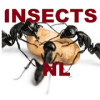 De insectsNL Game