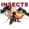 De insectsNL Game如何升级版本