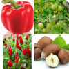 Fructe si Legume Misterioase手机版下载