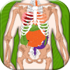 Human Body Anatomy Quiz