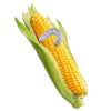 Maize Pests and Diseases占内存小吗