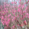 Sakuraflower balan