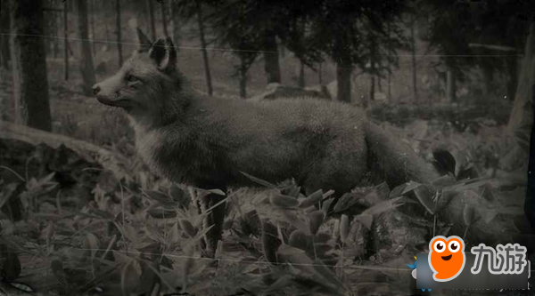 《荒野大镖客2》美国灰狐图鉴一览