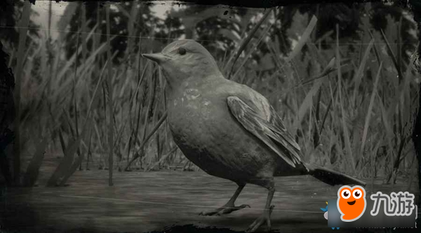 《荒野大鏢客2》西部麗唐納鳴鳥圖鑒一覽