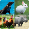 Guess Animal Game
