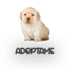 Adoptame官方下载