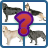 Dog Quiz  The popular dog breeds in the world