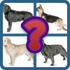 Dog Quiz  The popular dog breeds in the world如何升级版本