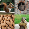 4 Photos 1 Word  Guess the Word最新版下载