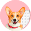 游戏下载Dog Photography Color By Number Pixel Art