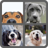 Dog Quiz  Guess The Dog Breeds