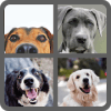 Dog Quiz  Guess The Dog Breeds官方下载