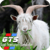 Goat Transport Simulator  Play games 2019无法打开