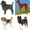 Guess The Dog Breed