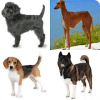 Guess The Dog Breed占内存小吗