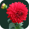 Flower Jigsaw Puzzle破解版下载