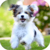 Puppy Jigsaw Puzzle World破解版下载