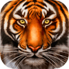 Wild Tiger Survival  Animal Simulator