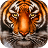 Wild Tiger Survival  Animal Simulator怎么下载到手机