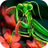 Mantis Life and Hunting Simulator官方版免费下载