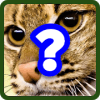 Cats Quiz Trivia最新版下载