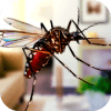 Flying Insect Mosquito Home Life Sim 3D在哪下载