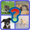 Can you name the animals