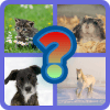 Can you name the animals版本更新