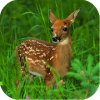 Deer Jigsaw Puzzle绿色版下载