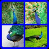 4 Pictures 1 Word Game