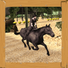 Crazy Horse Riding  Game绿色版下载