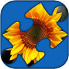 Sunflowers Puzzle怎么下载到手机