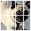 Pugs PicturesThe Cute Pug Puzzle Game免费下载