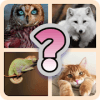 Fun Animals Quiz 2019无法打开