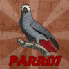 Grey Parrot Rescue