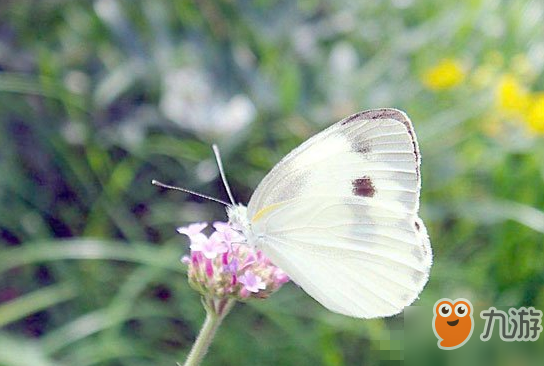 阴阳师蝴蝶精信物是什么