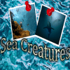 Find the differences Sea Creatures绿色版下载