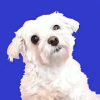 Adopt a Doggy Quiz  find a cute shelter dog破解版下载