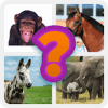 Animal universe  guess the animal怎么安装