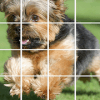 Puppies Yorkshire PicturesDog Animal Puzzle Game手机版下载