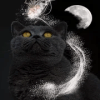 Magic Cat Tiles安卓版下载