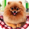 游戏下载Pure Breed Miniature Dog Life Sim