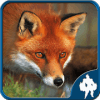 Fox Jigsaw Puzzles