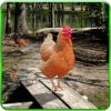 Hen Family Simulator