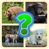 Guess The Animal Quiz  Animal Trivia