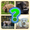 Guess The Animal Quiz  Animal Trivia免费下载