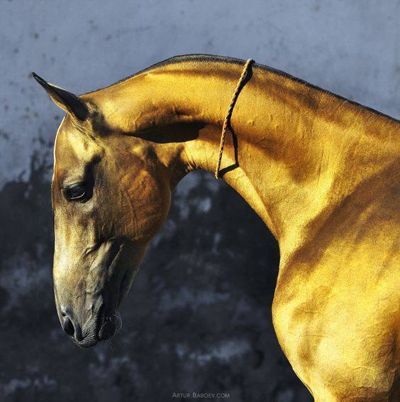 飞马流星世界上最稀有的马黄金色的汗血宝马